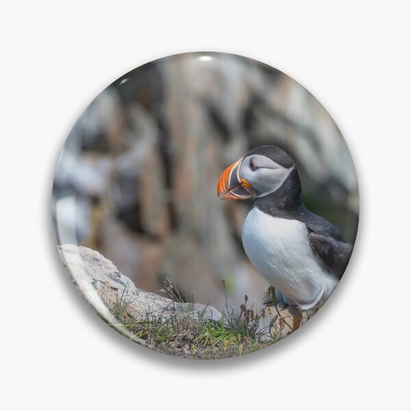 Item preview, Puffin at Cape Bonavista, Newfoundland 1 designed and sold by jrtwynam.