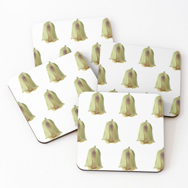 Item preview, Fritillaria acmopetala   AGM  Pointed-petal fritillary   designed and sold by Chris Burrows.