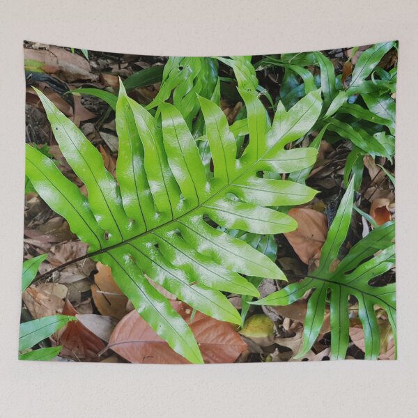 Item preview, Australian Kangaroo Fern  designed and sold by Designsbygroovy.
