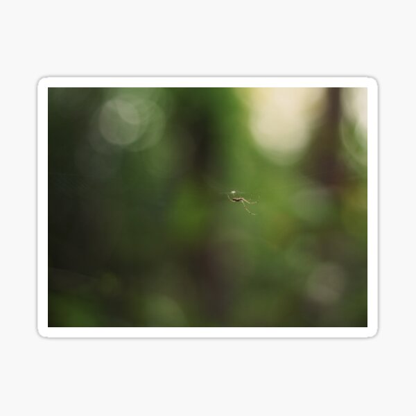 Spider Sticker
