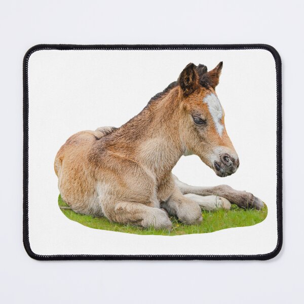 Item preview, New Forest Foal designed and sold by Dalyndigital Photography.