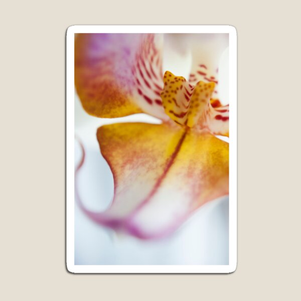 Orchid Petal Magnet