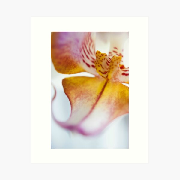 Orchid Petal Art Print