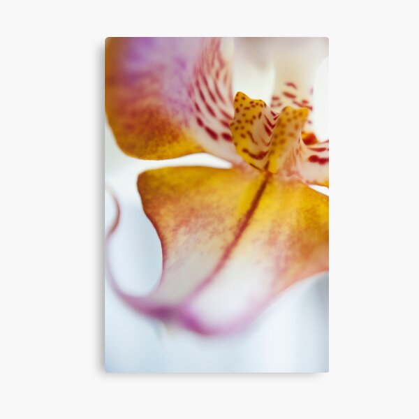 Orchid Petal Canvas Print