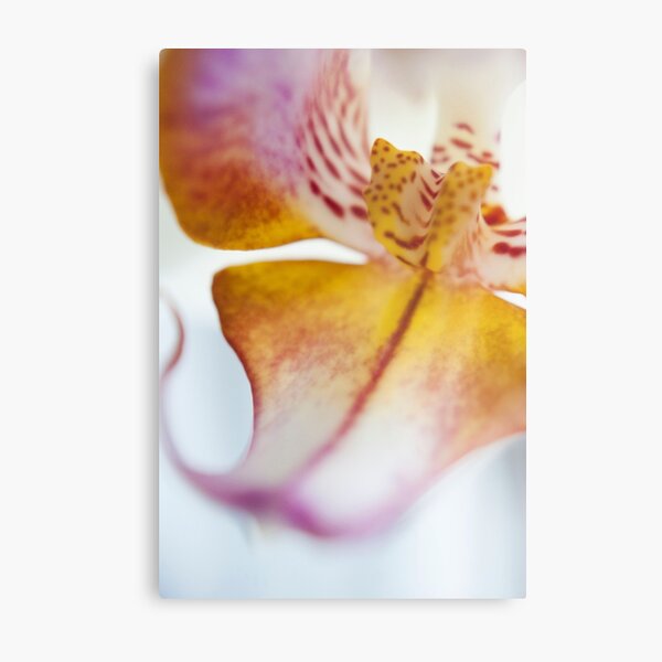 Orchid Petal Metal Print