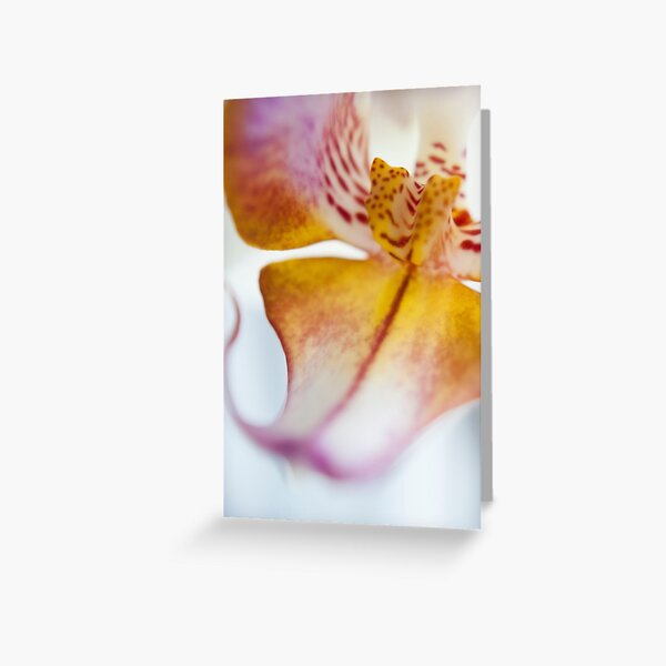 Orchid Petal Greeting Card