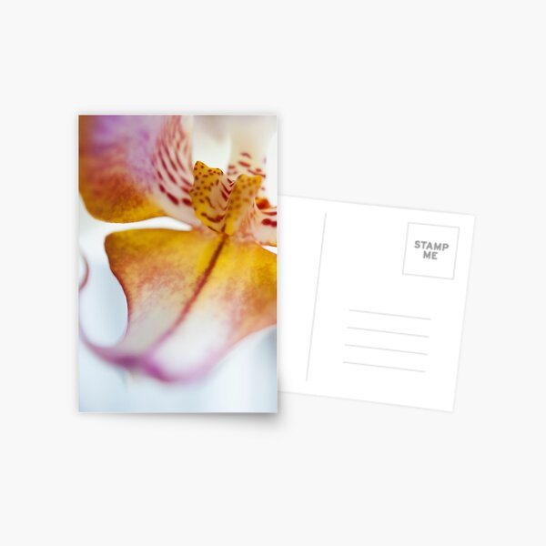 Orchid Petal Postcard