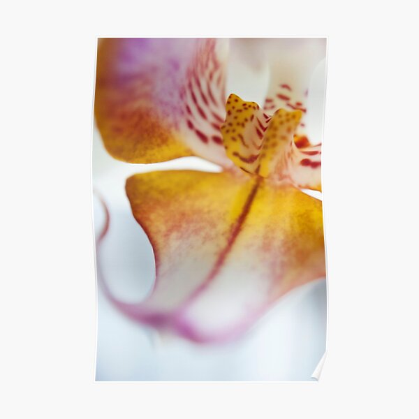 Orchid Petal Poster