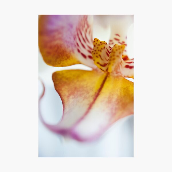 Orchid Petal Photographic Print