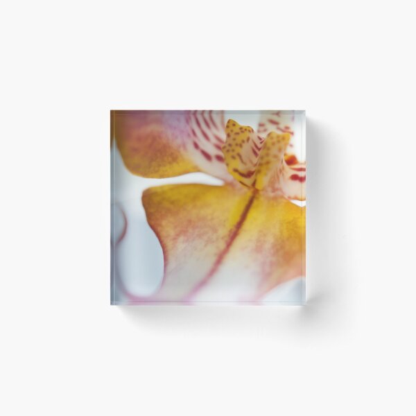 Orchid Petal Acrylic Block