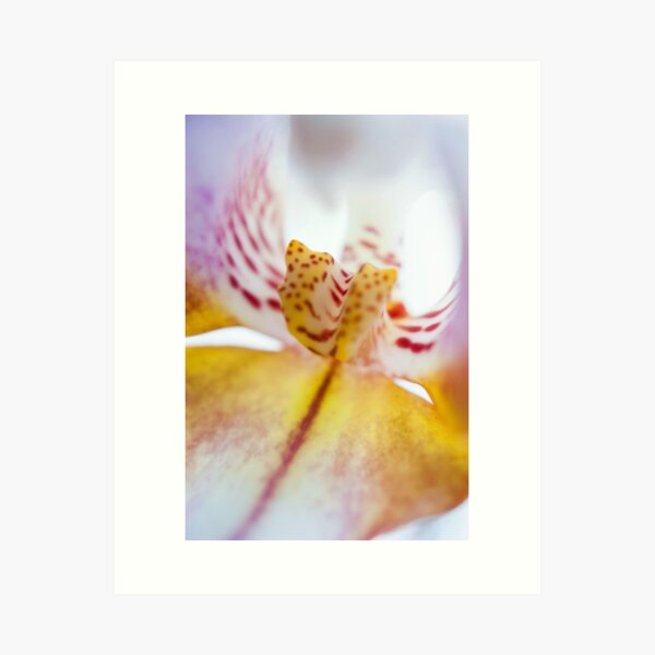 Spotted Orchid Art Print