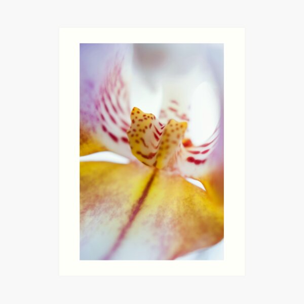 Spotted Orchid Art Print