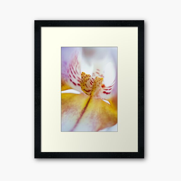 Spotted Orchid Framed Art Print