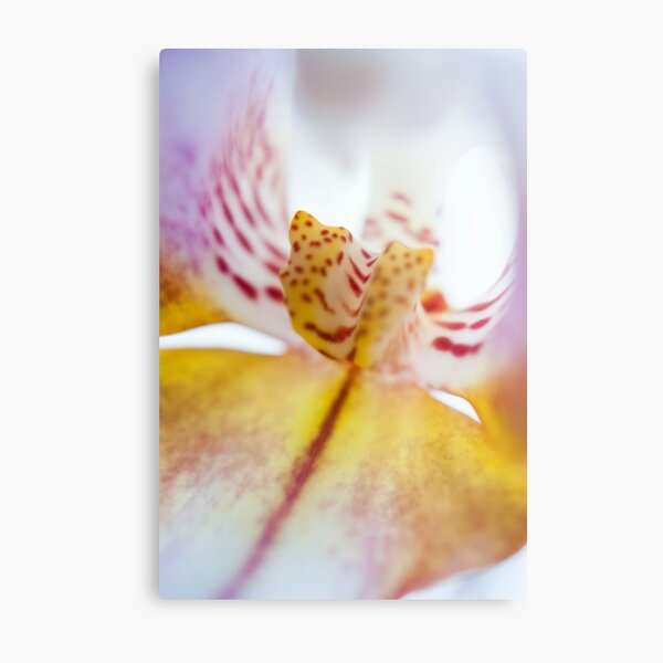 Spotted Orchid Metal Print