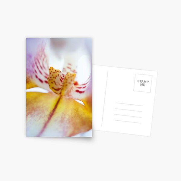 Spotted Orchid Postcard