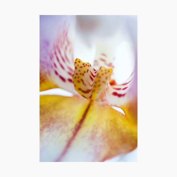 Spotted Orchid Photographic Print
