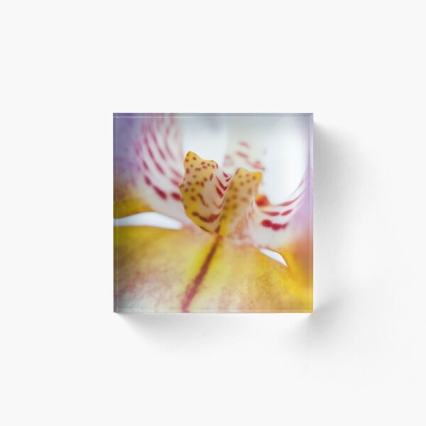 Spotted Orchid Acrylic Block