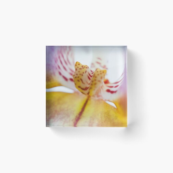 Spotted Orchid Acrylic Block