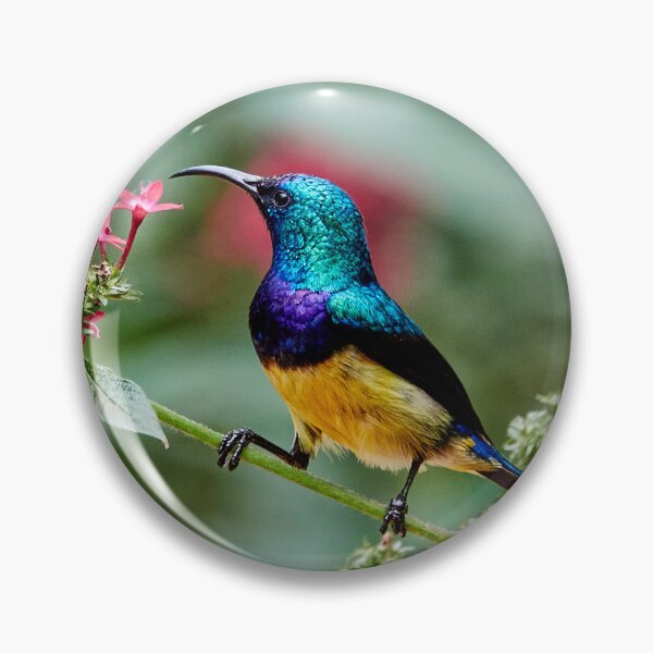 Item preview, Sunbird on a Starcluster designed and sold by Eidetic Photos.