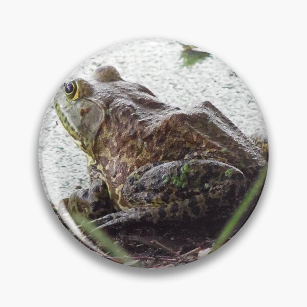 Artikelvorschau, Amerikanischer Ochsenfrosch entworfen und verkauft von MercerImages.
