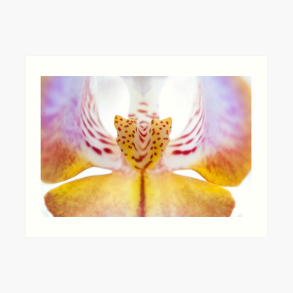 Spotted Orchid's Center Art Print