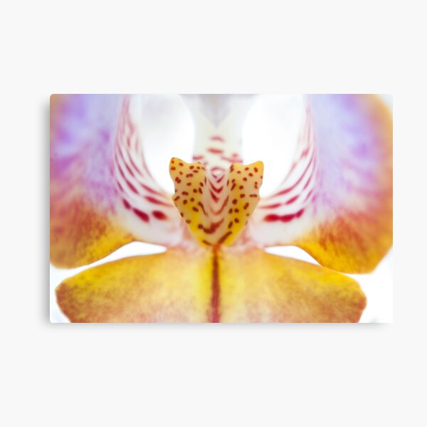 Spotted Orchid's Center Canvas Print