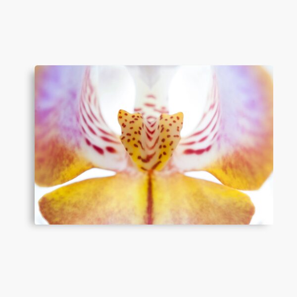 Spotted Orchid's Center Metal Print