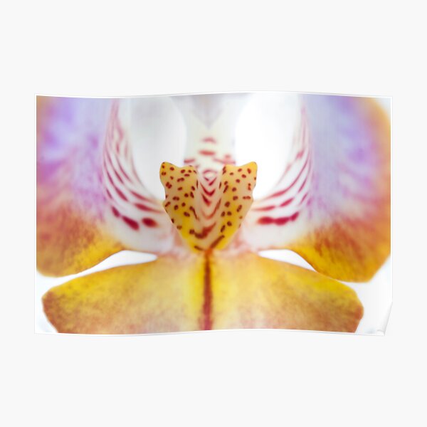 Spotted Orchid's Center Poster
