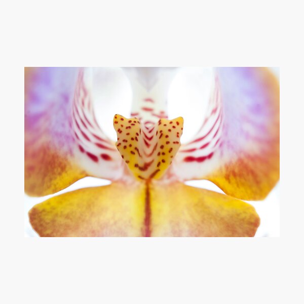 Spotted Orchid's Center Photographic Print