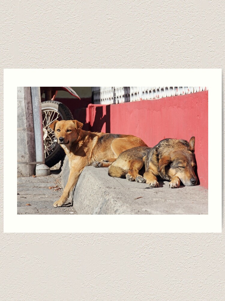Alternate view of Two dogs relaxing on a city street, Guamote, Ecuador Art Print
