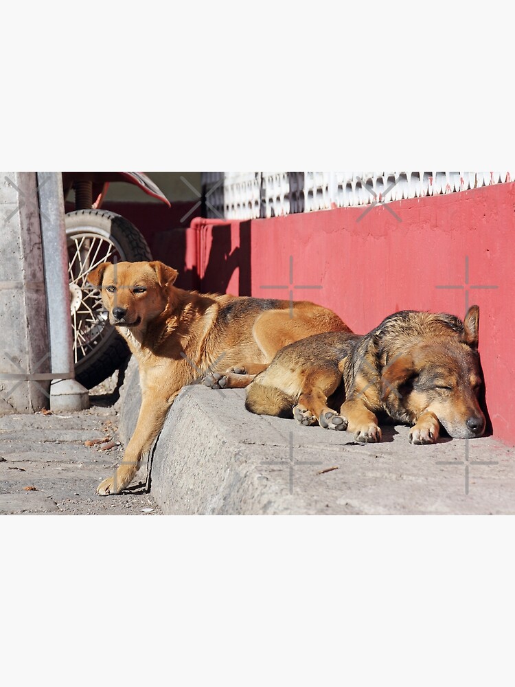 Two dogs relaxing on a city street, Guamote, Ecuador by kpander