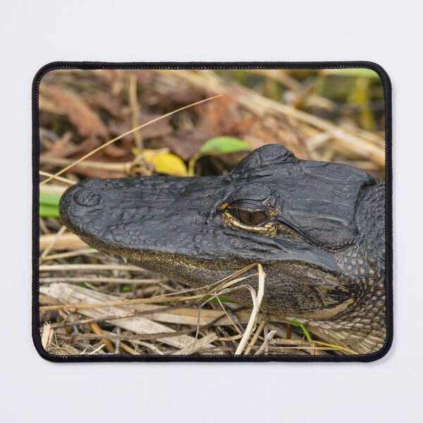 Item preview, Baby Gator Teefers designed and sold by TinyDinoDesigns.