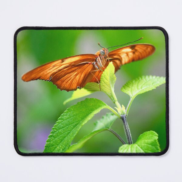 Item preview, Julia Heliconian Butterfly designed and sold by richardbryce.