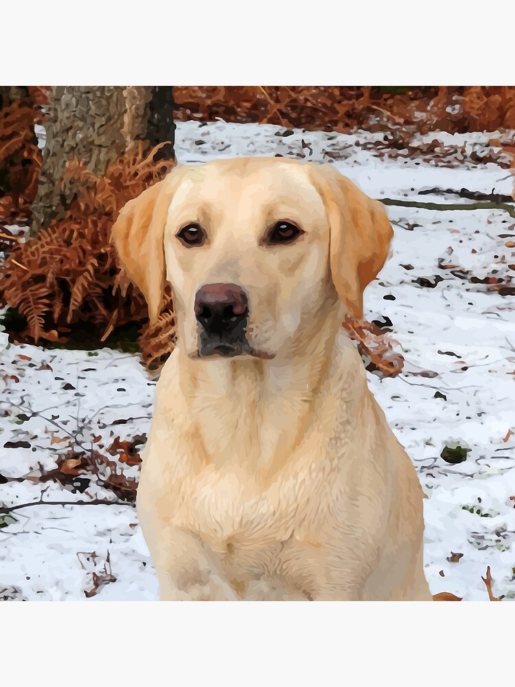Yellow Lab by BlackDogArtJudy