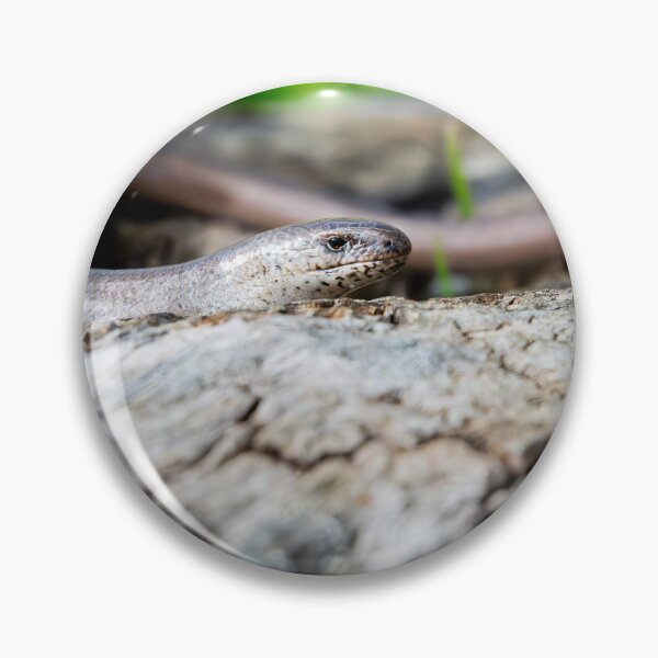 Item preview, Slow Worm designed and sold by MTPhotos1406.