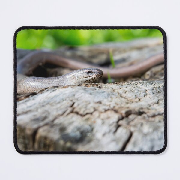 Item preview, Slow Worm designed and sold by MTPhotos1406.