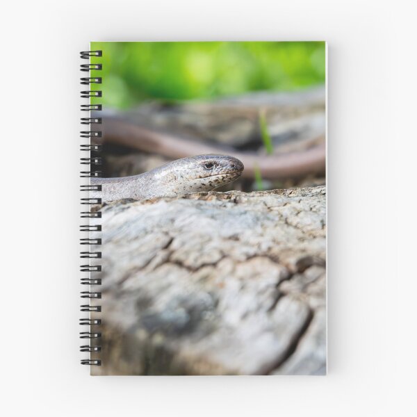 Item preview, Slow Worm designed and sold by MTPhotos1406.