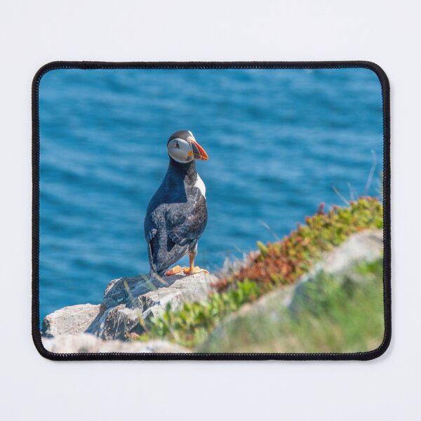 Item preview, Puffin at Cape Bonavista, Newfoundland 5 designed and sold by jrtwynam.