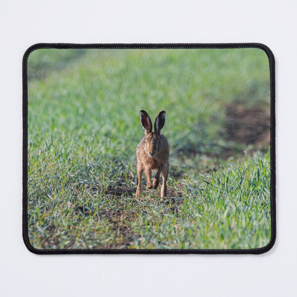 Item preview, Brown Hare designed and sold by MTPhotos1406.