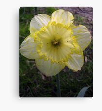 Yellow/White Mix Canvas Print
