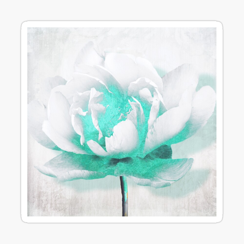 Aquarelle White Peony with Turquoise Poster