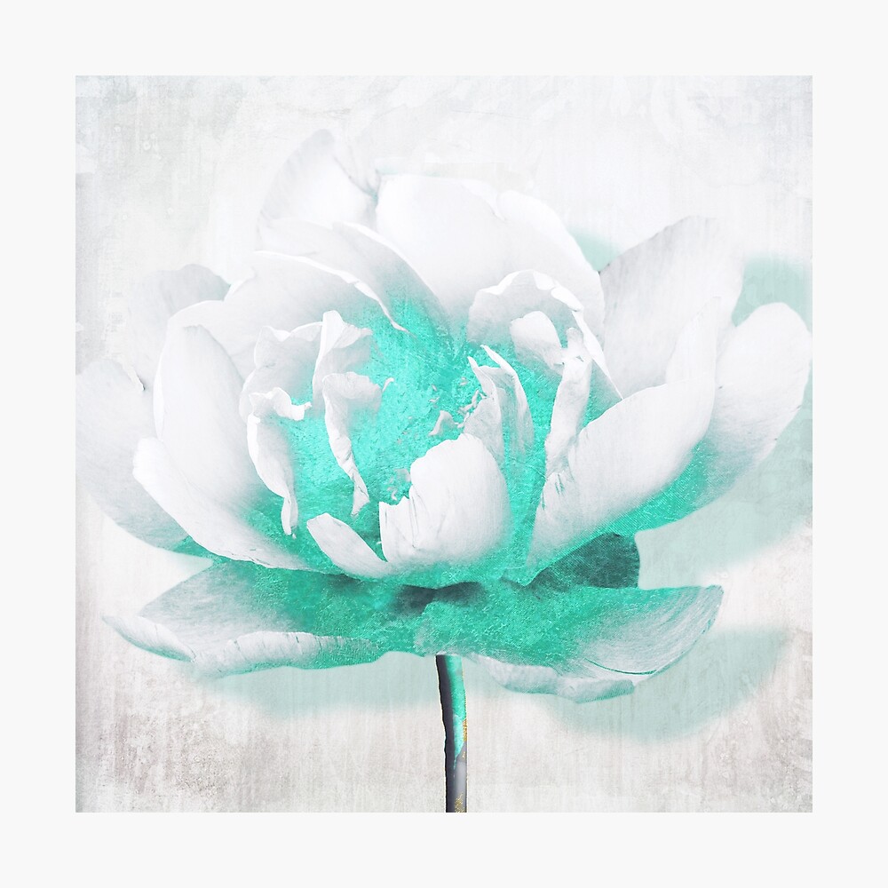 Aquarelle White Peony with Turquoise Poster