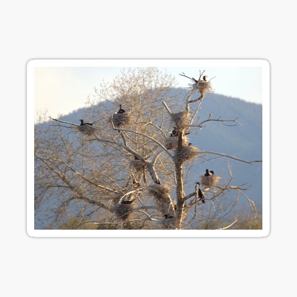 Cormorant Condos Sticker