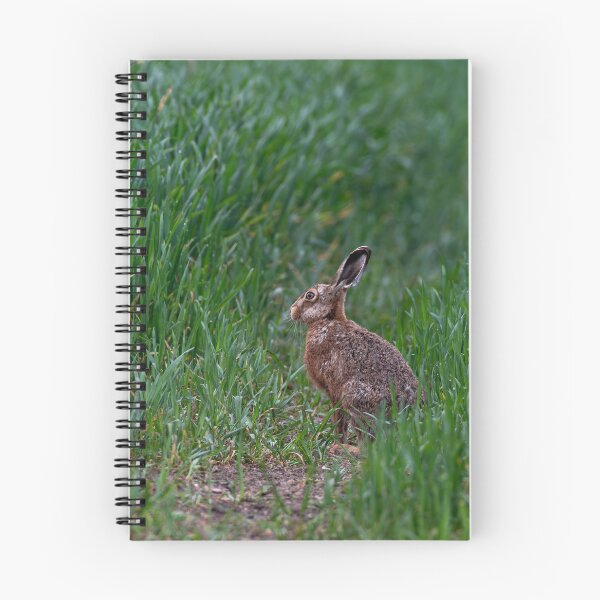 Item preview, Brown Hare designed and sold by MTPhotos1406.