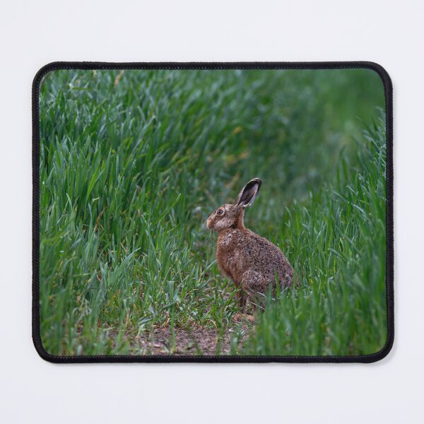 Item preview, Brown Hare designed and sold by MTPhotos1406.