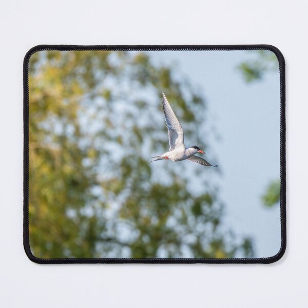 Item preview, Common Tern designed and sold by MTPhotos1406.