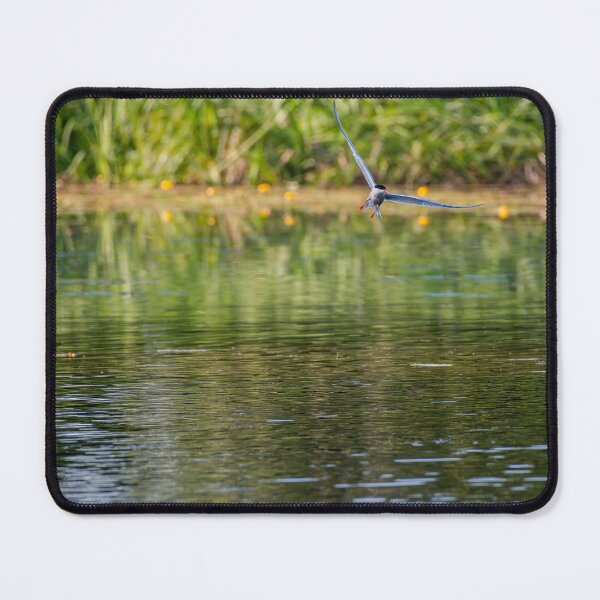 Item preview, Common Tern designed and sold by MTPhotos1406.