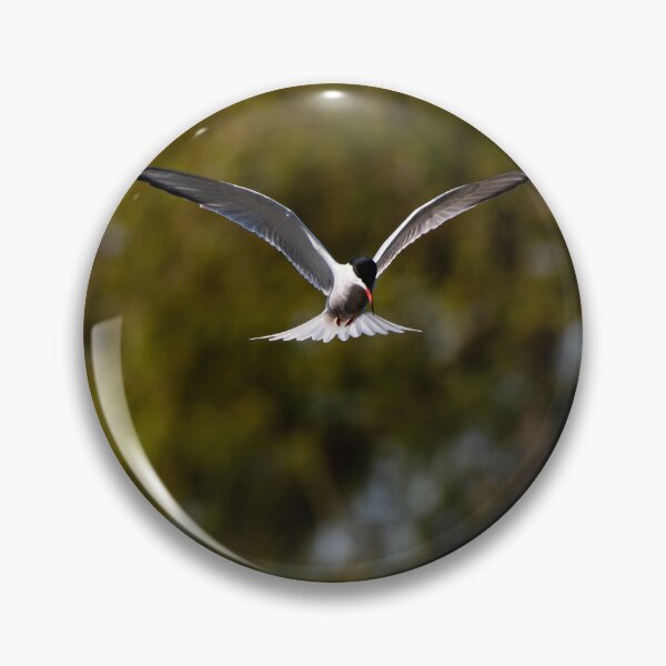 Item preview, Common Tern designed and sold by MTPhotos1406.