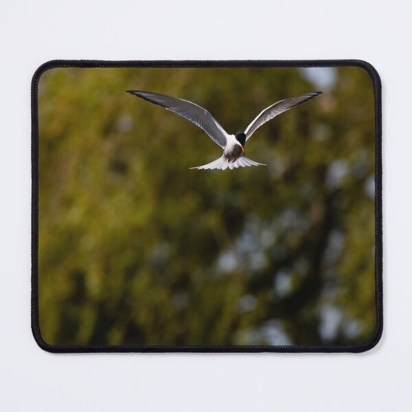 Item preview, Common Tern designed and sold by MTPhotos1406.