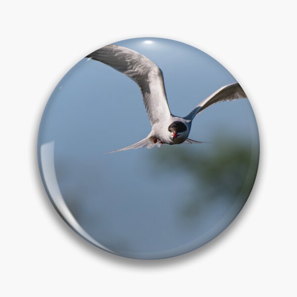 Item preview, Common Tern designed and sold by MTPhotos1406.